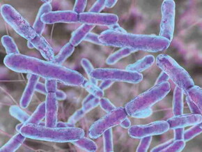 Bifidobacterium lactis