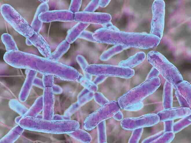 Bifidobacterium lactis