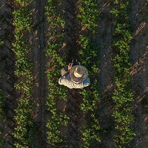 Hombre con sombrero caminando sobre cultivo