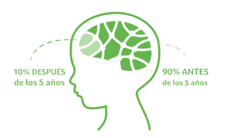 Desarrollo Cerebral Ascenda